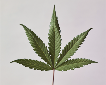 Hamp blad CBD