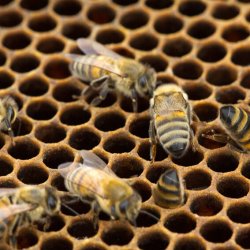 Honning fra rhus (250g)