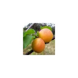 Alteya Organics - Bio Abrikoskerneolie (50ml)