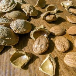 Alteya Organics - Bio Abrikoskerneolie (50ml)