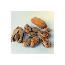 Alteya Organics - Bio Castor Olie (50ml)