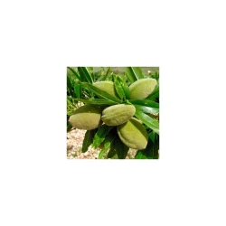 Alteya Organics - Bio S�d Mandelolie (50 ml)