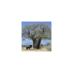 Alteya Organics - Bio Baobab Olie (50 ml)
