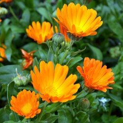 Alteya Organics - Bio Calendula Olie (50 ml)