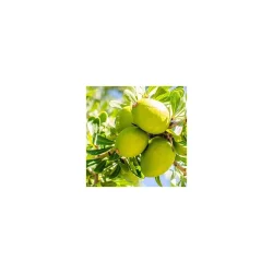 Alteya Organics - Bio Argan Olie (50 ml)
