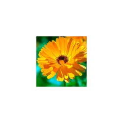 Alteya Organics - Bio Calendula Olie (50ml)