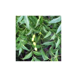 Alteya Organics - Bio Neem Oil (50ml)